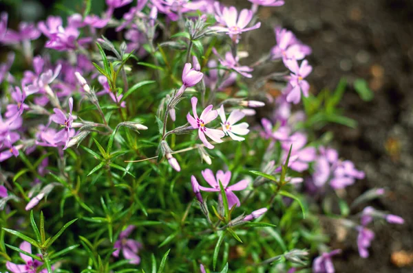 Phlox Subulata Sürünen Phlox Yosun Phlox Yosun Pembesi Dağ Fenomeni — Stok fotoğraf