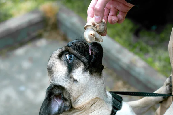 Pug dog stretches and opens his mouth to eat a snail in shell — Stock Image Pug Dog Stretches Opens His Mouth Eat Snail Shell Stock Photo