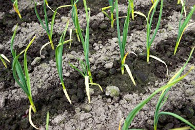 Bahçedeki manikürlü yataklarda yeşil sebze filizleri. Soğan, sarımsak, tohum