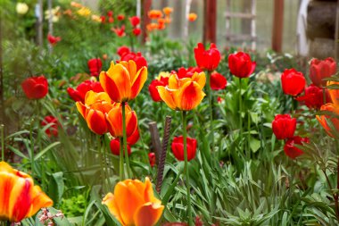 Kırmızı turuncu ve sarı laleler seçici odak ile sahada