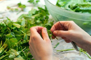Kız yemek hazırlığı sırasında kuş sürüsünü keser ve yıkar. Yaygın kuş, ıspanak iskelesi, Rumex asetosa, bahçede yetişiyor..
