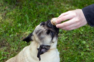 Köpek salyangozu gerer ve koklar, yalamak ya da yemek ister.