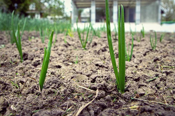 Onions growing in the garden in rows at open ground farm. Garden bed with onions, gardening and farming concept. agricultural landings close up