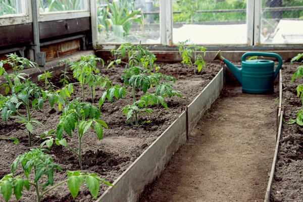 Regadera Verde Invernadero Con Cultivo Plantas Tomate Propia Pequeña Plantación — Foto de Stock