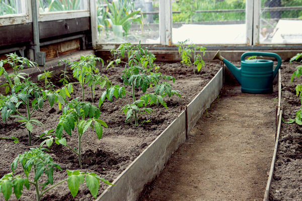 Green watering can in greenhouse with growing tomato plants, own small plantation to grow healthy ecological vegetables for the whole family