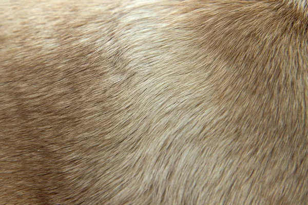 Close Beige Dog Hair Texture Fur Close — Stock Photo, Image