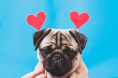 Kafasına kırmızı kağıt kalpler takan sevimli pug. Aşk köpekten gelir..