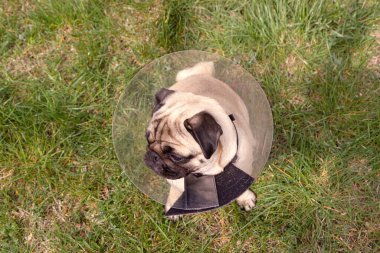 Korunmak için Elizabeth tarzı şeffaf bir tasma takan pug köpeği. .