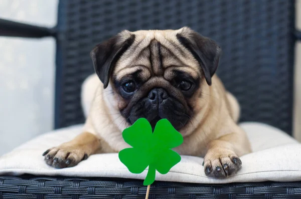 Kağıt Yeşili Yoncalı Aziz Patrick Günü Köpeği — Stok fotoğraf