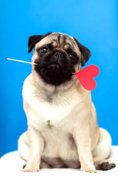 Lindo Perrito Sosteniendo Corazón Papel Palo Boca Dar Amor —  Fotos de Stock