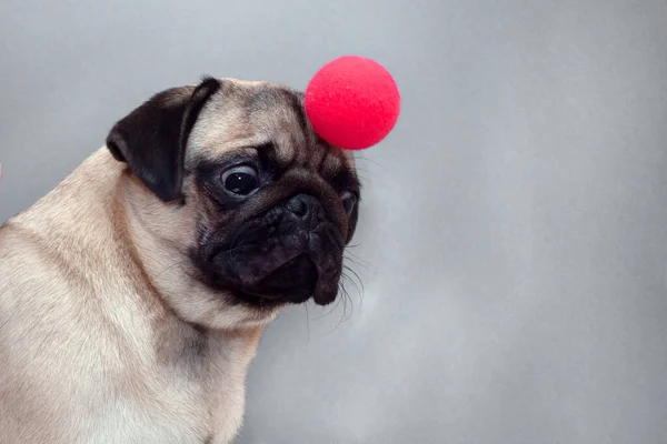 Een Kleine Pug Hond Met Een Rode Clown Neus Het — Stockfoto