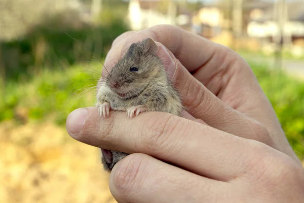 Man Houdt Een Gevangen Veldmuis Zijn Handen Klein Bang Knaagdier — Stockfoto