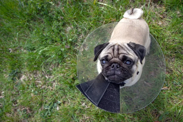 Pug Cão Enquanto Vestindo Coleira Elisabetana Transparente Forma Cone Para — Fotografia de Stock