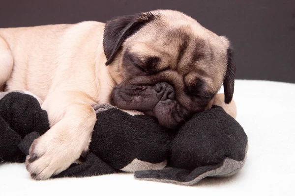 Pug Dog Sleeping Plush Toy Cat Bed — Stock Photo, Image