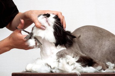 Evcil hayvan güzellik salonunda kedi bakımı. Sihirbaz yüzü kırpmak için makas kullanır.