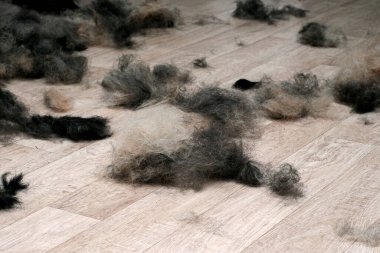 Güzellik salonunu tımardan sonra hayvanlar için temizledim. Köpeği kestikten sonra budanmış saç teli