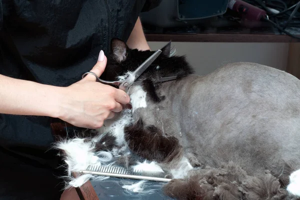 ペットの美容室で猫グルーミング ウィザードは顔をトリミングするために薄くはさみを使用します — ストック写真
