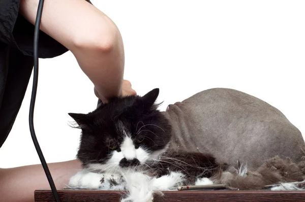 Vőlegény Macskaszőrt Vágott Szépségszalonban Házi Macska Vágott Haj Ellátás Egy — Stock Fotó
