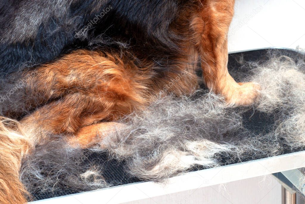 Concept annual molt, coat shedding, moulting dogs. Dog paws in pile his fur. Old dog with gray wool