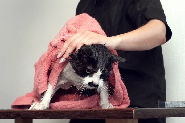 Törölgetni Macskát Törölközővel Fürdés Után Ápolás Egy Szépségszalonban Állatok Számára — Stock Fotó