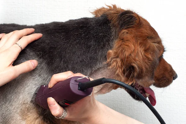 Grooming a large dog with a trimmer. Removal of excess hair in pets. Shedding and combing