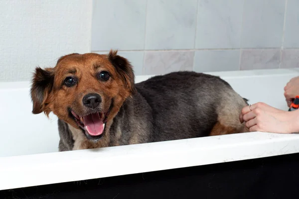 A dog taking a shower with soap and water in bathroom. happy and smiling dog enjoys a bath wash