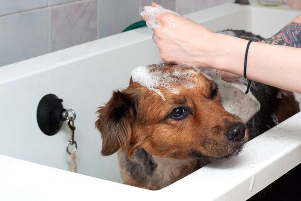 Собака Принимает Душ Мылом Водой Ванной Комнате Большая Собака Пеной — стоковое фото