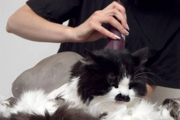 Groomer cut cat hair in the salon. Pet care at a pet store uses a trimmer to cut cat hair.