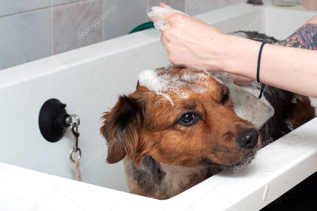 A dog taking a shower with soap and water in bathroom. big dog with foam on his head close up enjoys in the bath