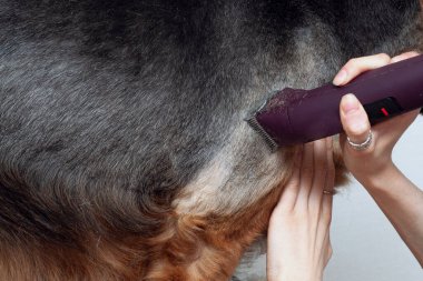 Büyük bir köpeği budayıcı ile tımar etmek. Evcil hayvanlardaki fazla kılların alınması. Dökülüyor ve taranıyor