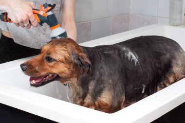 Bir köpek banyoda sabun ve suyla duş alıyor. Köpüklü büyük köpek banyoda eğleniyor.