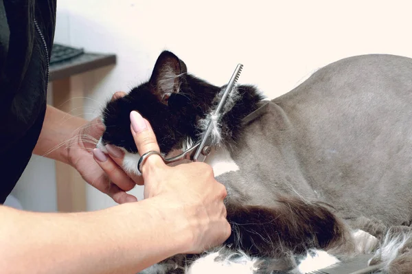 Cat grooming in pet beauty salon. The wizard uses the thinning scissors for trimming the face.