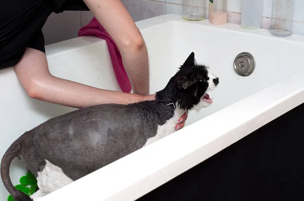 Girl washes a screaming cat in the shower. Dissatisfied and angry cat washes in the bathroom