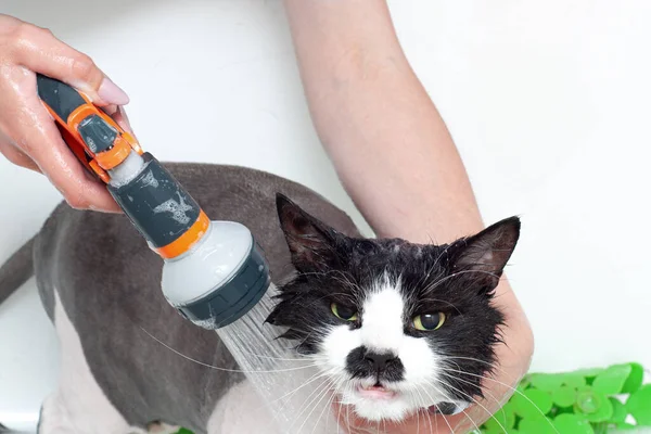 A woman washes a displeased cat under a shower in a beauty salon for animals. Dissatisfied and angry cat washes in the bathroom
