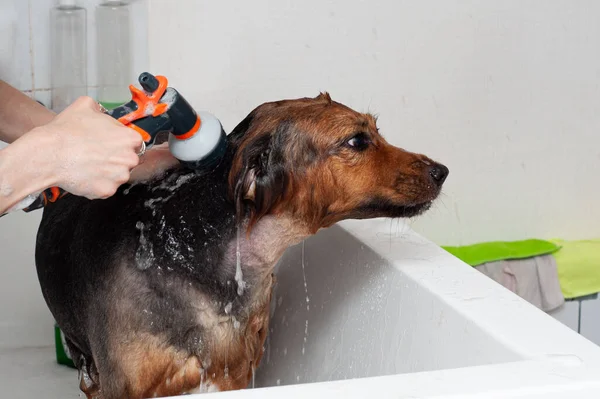 Perro Tomando Una Ducha Con Jabón Agua Baño Perro Grande —  Fotos de Stock