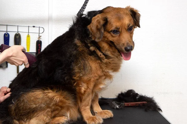 Grooming a large dog with a trimmer. Removal of excess hair in pets. Shedding and combing