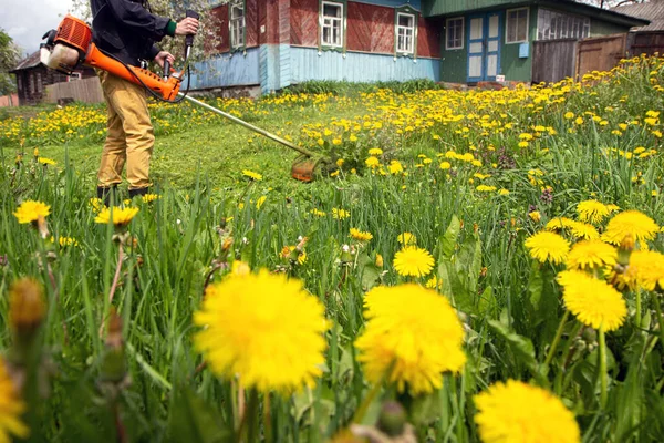 Der Gärtner Mäht Mit Einem Handrasenmäher Das Gras Mit Gelben — Stockfoto