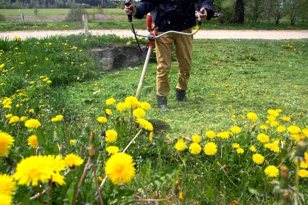 Der Gärtner Mäht Mit Einem Handrasenmäher Das Gras Mit Gelben — Stockfoto