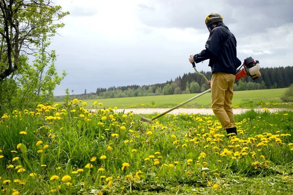 The gardener man mows the grass with yellow dandelions with a hand lawn mower. close up hands trimmer, selective focus