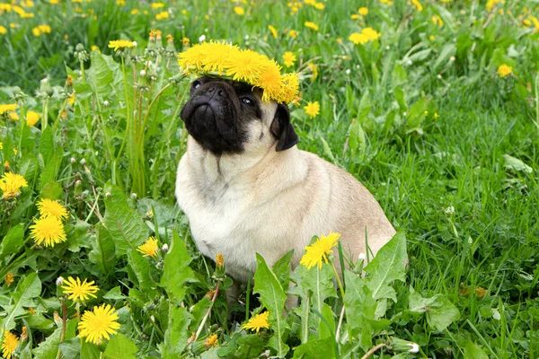 Όμορφο Σκυλί Pug Στεφάνια Από Κίτρινα Λουλούδια Πικραλίδες Στο Κεφάλι — Φωτογραφία Αρχείου