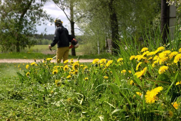 Der Gärtner Mäht Mit Einem Handrasenmäher Das Gras Mit Gelben — Stockfoto