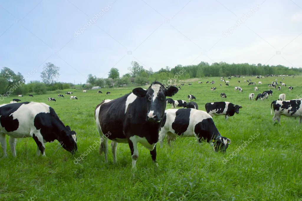 Herd of cows grazing and resting in the middle of the field in summer