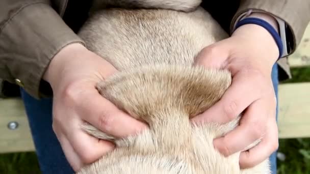 Proprietário Fazendo Massagem Para Seu Cão Pug Bonito Preguiçoso Relaxa — Vídeo de Stock