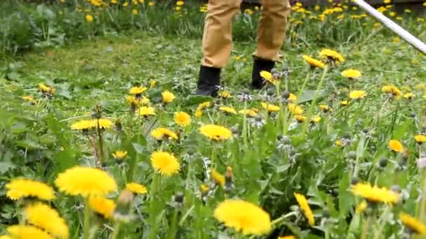 Person Trädgårdsmästare Klipper Högt Grönt Gräs Med Maskrosor Håller Manliga — Stockvideo