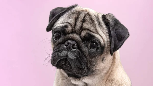 Cão Bege Pug Fêmea Perto Retrato Pug Com Bigode Desenhado — Fotografia de Stock