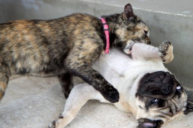 Turtle color cat and dog pug playing on sofa. Cat holding dog and bites. cat and dog fight and quarrel clipart