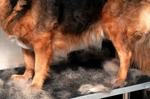 Geleneksel tüy dökme, palto dökme, küf dökme köpekleri hariç. Köpek pençeleri kürkünü istifliyor. Gri yünlü yaşlı köpek