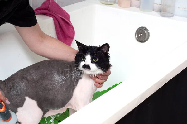 Egy Megmos Egy Elégedetlen Macskát Zuhany Alatt Egy Állatszépségszalonban Elégedetlen — Stock Fotó