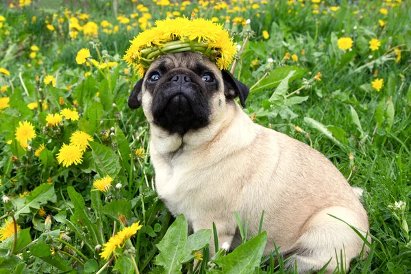 Mooie pug hond met een krans van gele bloemen paardenbloemen op zijn hoofd op een weide — Stockfoto