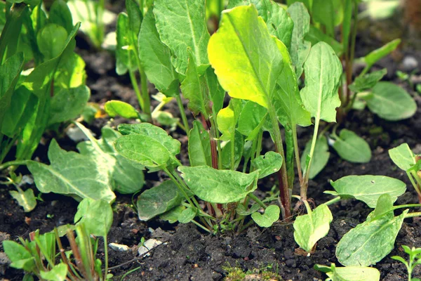 Κοινή Sorrel Spinach Dock Rumex Acetosa Αυξάνεται Κήπο Κρεβάτι — Φωτογραφία Αρχείου